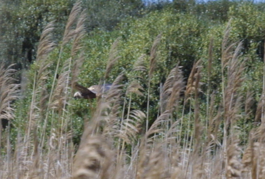 Falco di palude ?